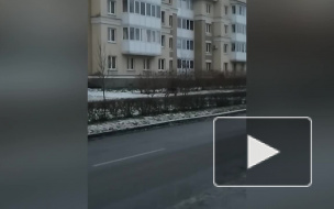 Сбежавший от хозяев олень разгуливает по улицам Пушкина