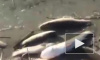 Видео: В реке Дон в Ростове-на-Дону произошла массовая гибель рыбы