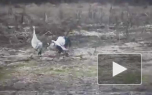 Удивительное видео из Башкирии: журавли станцевали на радость местным жителям