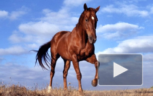 В Петербурге арестовали буденновскую лошадь