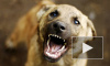 В Ногинске бродячая собака искусала лицо 4-летней девочки на глазах у отца