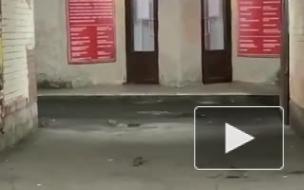 Петербуржцы увидели в центре города стаю крыс