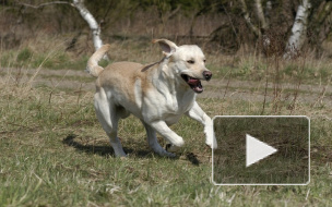 Пьяный петербуржец-садист задушил слепоглухую собаку Тину, а потом трижды ударил ее молотком и один раз ножом
