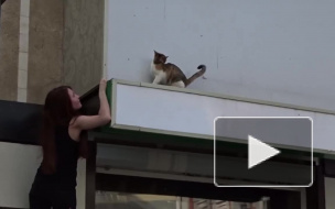 В Воронеже неравнодушные гости кафе сняли кошку с козырька