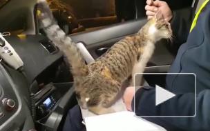 Кошка попыталась защитить виновника ДТП, отвлекая полицейского