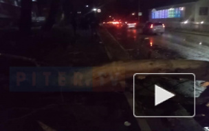 В Петербурге за ночь ветер повалил деревья, стенды и строительные леса
