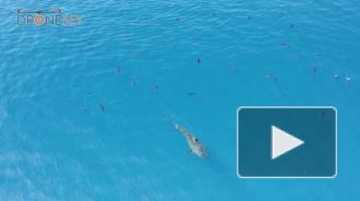 В Мексике тунцы догнали акулу-людоеда и принялись чесаться о нее