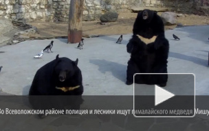 Медведи сбежали из питомника под Петербургом из-за халатности работников
