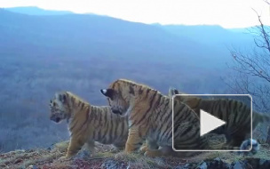 Уникальное видео: Сразу четыре тигренка попали на видео в национальном парке  "Земля леопардов" 