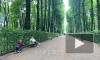 Видео: в Петербурге открылся для посетителей Летний сад