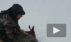 Охотник спас косулю в Лужском районе 