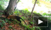 В Приморье фотоловушка сняла яркого тропического зверя - уссурийскую куницу