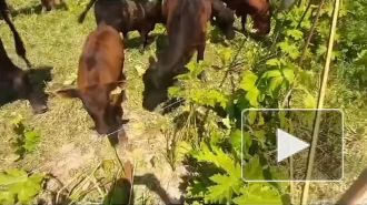 В Ленобласти в борьбе с борщевиком помогли быки