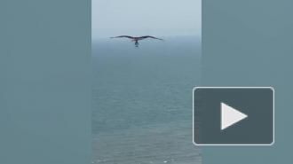 Схватка орла и акулы в воздухе попала на видео