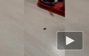 В столовой школы Невского района заметили тараканов