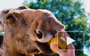 Репортаж из центра Велес: тысячи спасенных диких животных