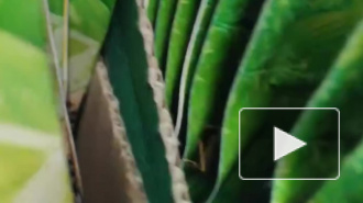 Петербуржцы заметили жирного таракана Лёшу в "Дикси" на Столярном переулке