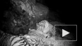 Игры тигриного семейства в Приморье попали на видео