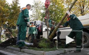 Зеленое восстановление: спустя год согласований на Петроградке посадили каштаны