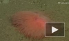 На дне Калифорнийского залива подводный аппарат нашел новых спагетти-червей