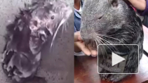 Разоблачение ролика с "моющейся крысой": Крыса оказалась не крысой, но она действительно "моется"