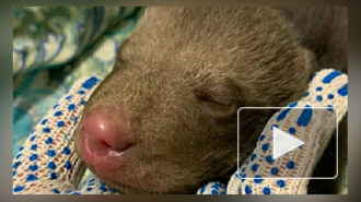 В Гатчине петербуржцы нашли слепого медвежонка Машеньку