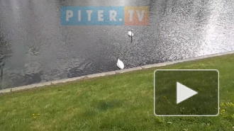 Видео: в Летний сад из зоопарка вернулись лебеди Руслан и Людмила