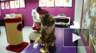 В сети появилось видео кота-математика из Петербурга: животное считает в уме
