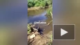 Петербуржцы заметили черепашек в реке у Мурино