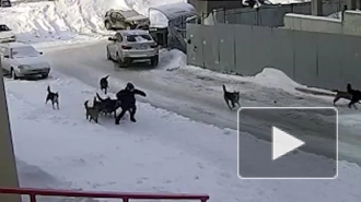 В Уфе стая бездомных собак напала на подростка