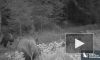 В фотоловушку Нижне-Свирского заповедника вновь попали четверо медвежат