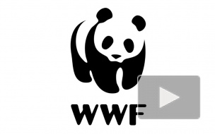 WWF назвал 6 видов животных России, находящихся под угрозой исчезновения