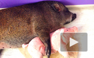 Жить со свиньями становится модно в Петербурге