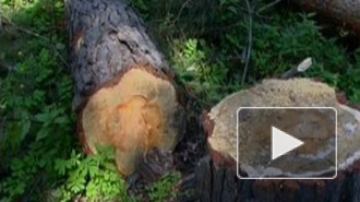 В Выборгском районе женщину убило дерево, спиленное ее знакомым