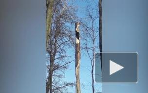 Видео: в Сестрорецке заметили черного дятла