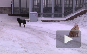 В Ленобласти стая собак наводит ужас на местных жителей