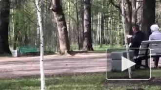 Видео: в Удельном парке пенсионер пытался забить голубей камнями