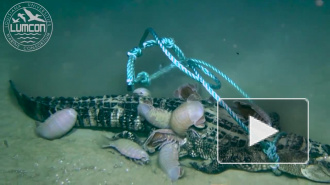 Видео: огромные ракообразные съели аллигатора