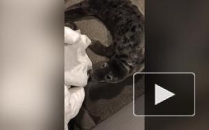 В Фонд друзей балтийской нерпы поступил первый в этом году пациент