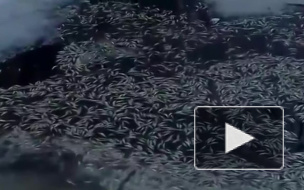 Тысячи мертвых мальков заметили в пруду Воронцовского сквера