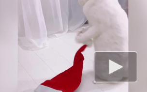 В Петербурге 31 января отметят День белых котов