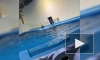 В океанариуме Екатеринбурга тренер избил дельфина
