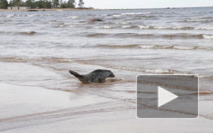 Видео: троих тюленей выпустили в Финский залив после реабилитации