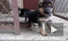 Бездушного вора щенков поймали полицейские Кузбасса