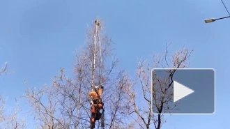 Спасение енота с верхушки березы во Всеволожске сняли на видео