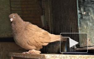 Орнитолог рассказал, нужно ли кормить голубей в Петербурге