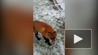 В Гатчинском парке сняли на видео лису, охотившуюся на уток