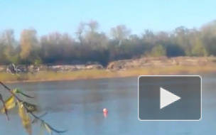 Любопытное видео из Ростова: дельфины заплыли в реку