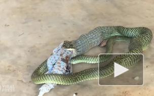 Змея целиком проглотила геккона и попала на видео