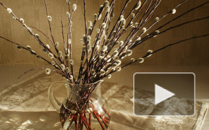 Короткие и смешные поздравления с Вербным воскресеньем, традиции и обычаи